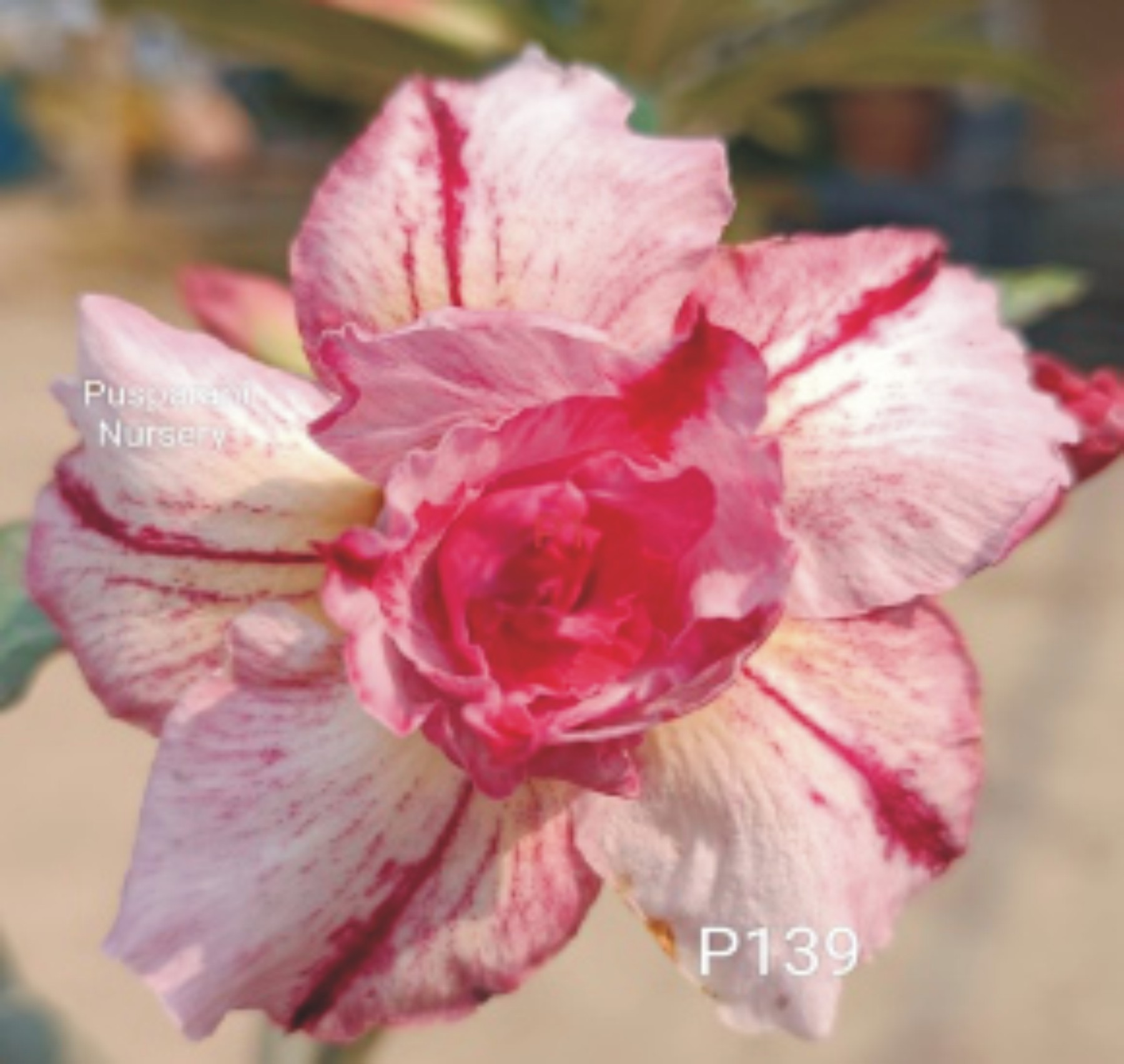 Adenium