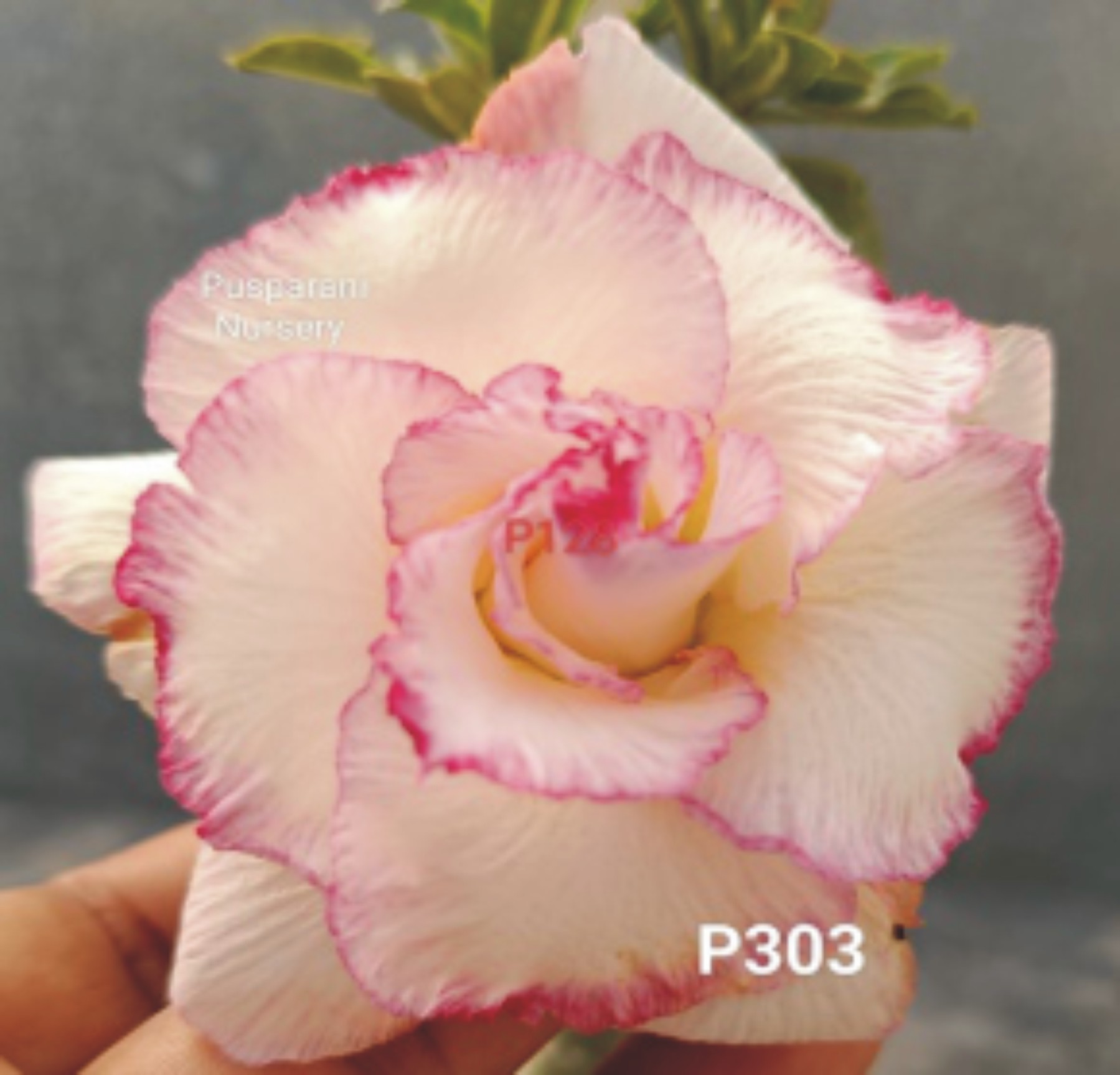 Adenium