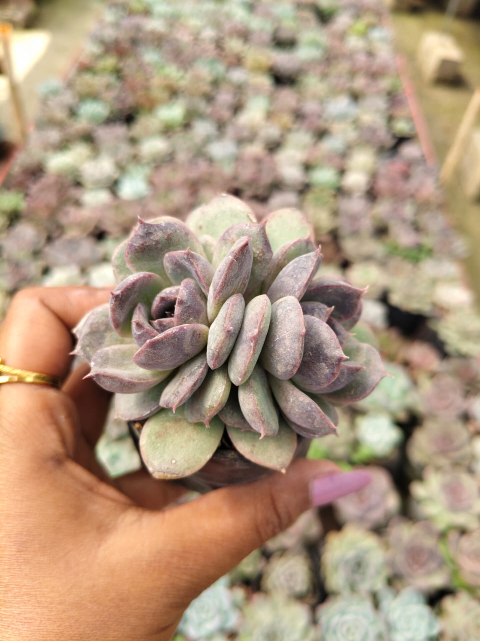 Echeveria odette