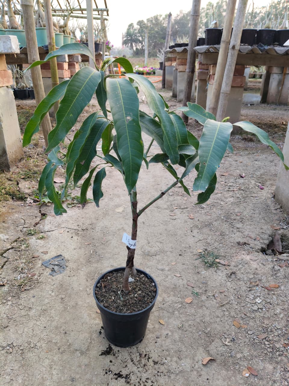 Purple mango (2-2.5 feet)