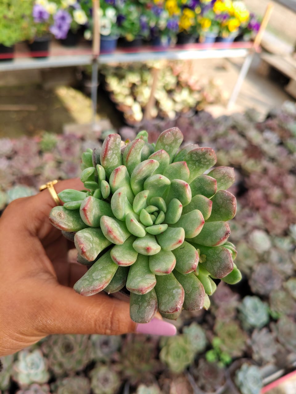 Graptoveria bashful
