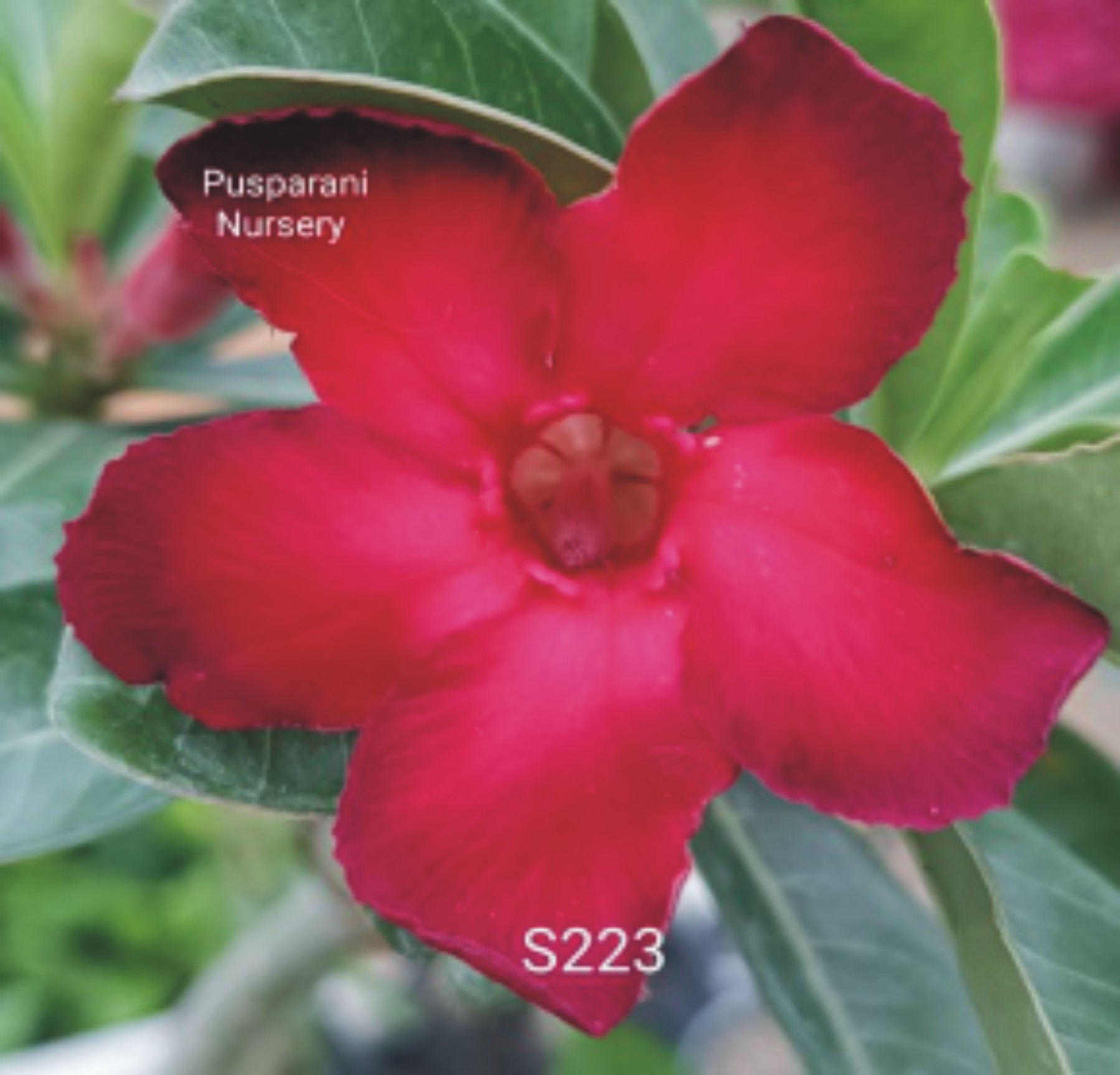 Adenium