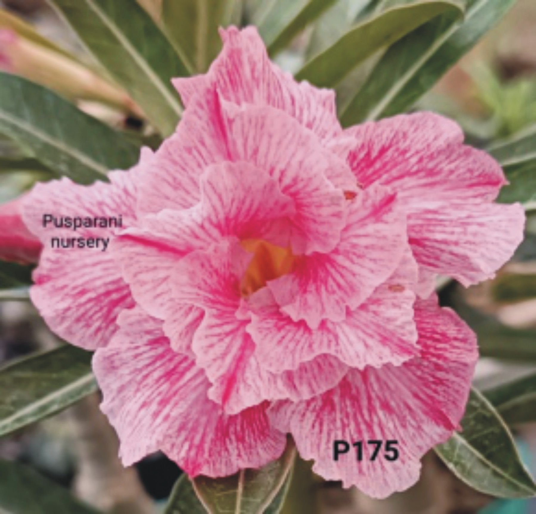 Adenium