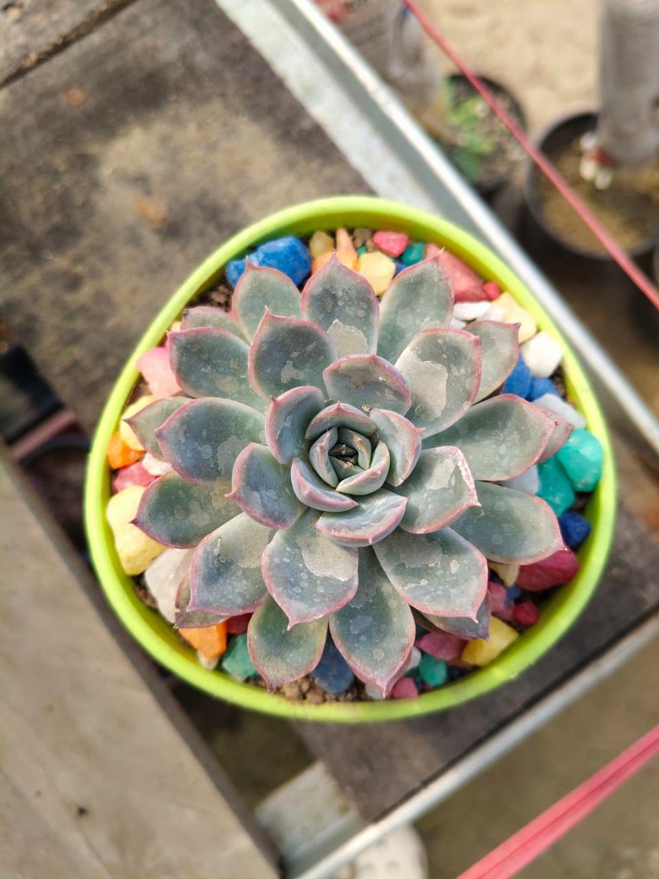 Echeveria 