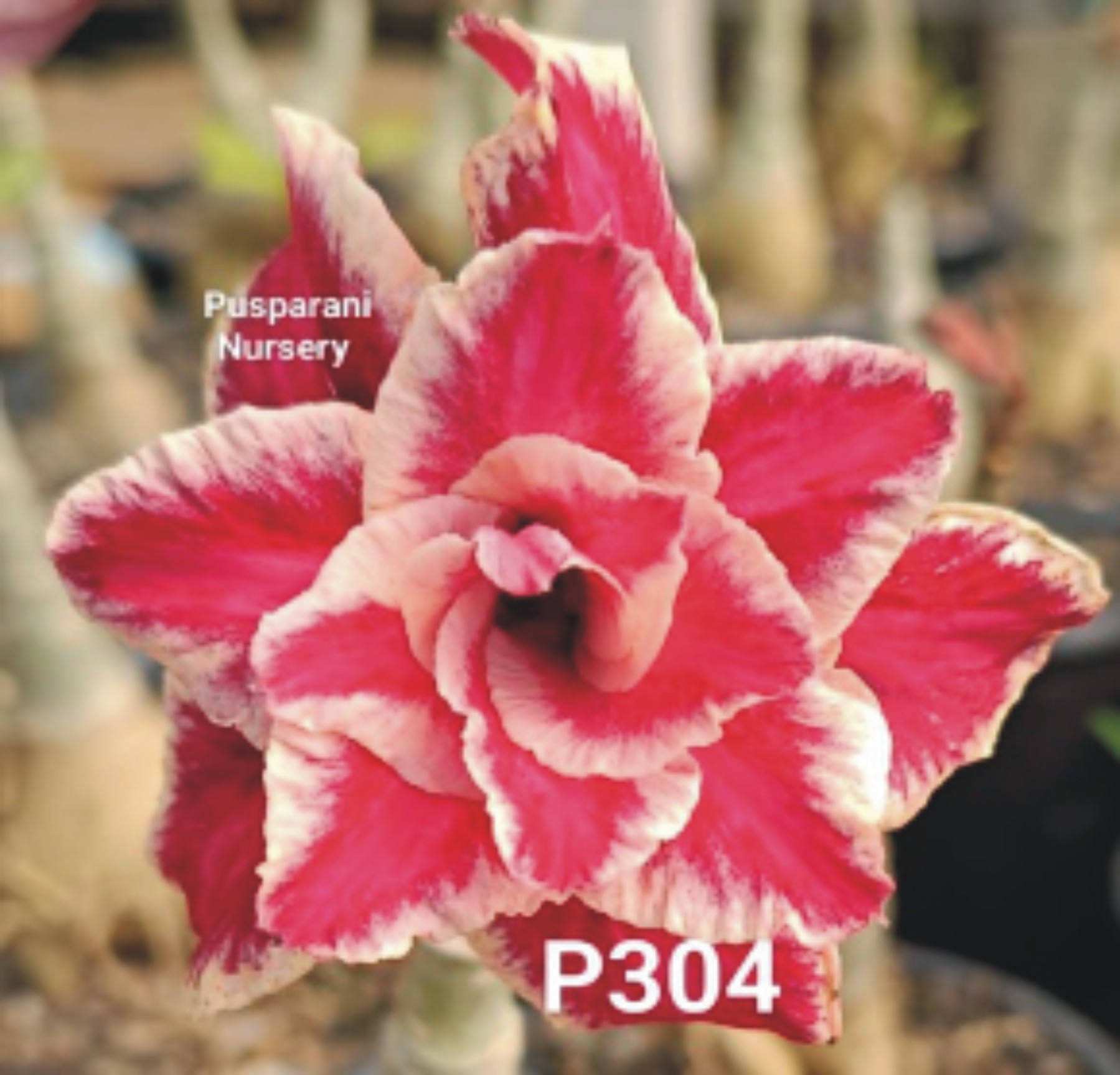 Adenium