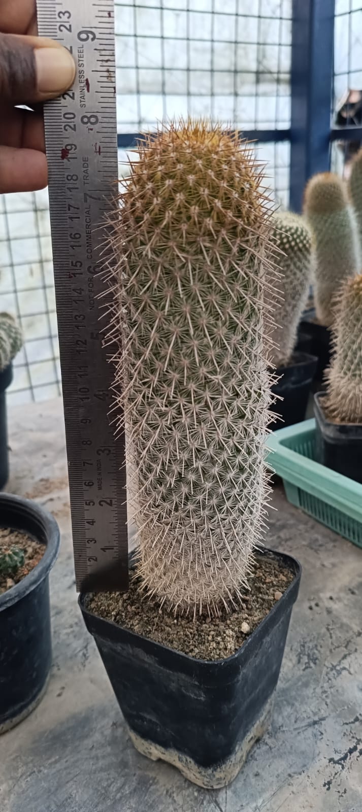 Mammillaria eriacantha