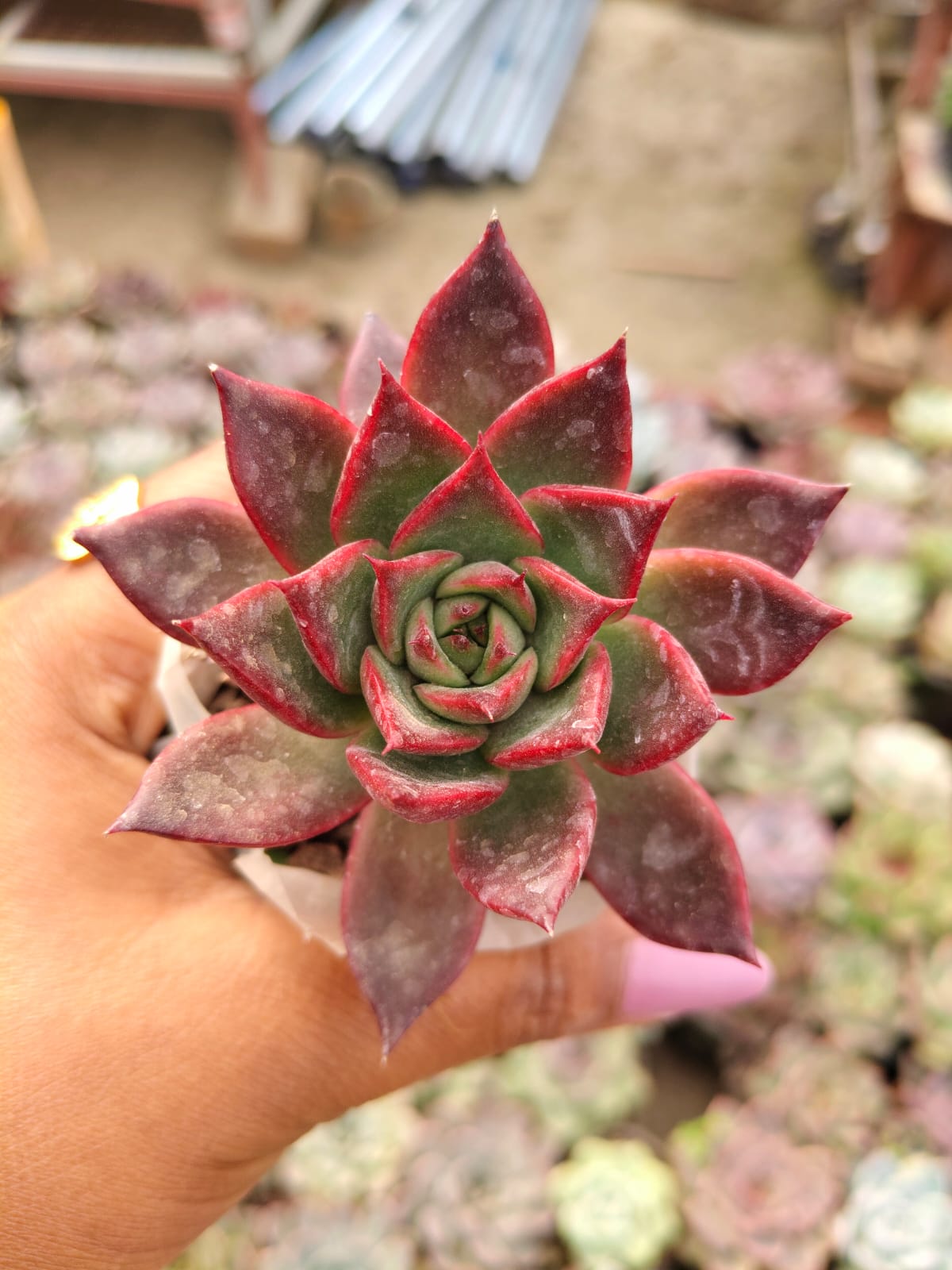Echeveria agavoides 