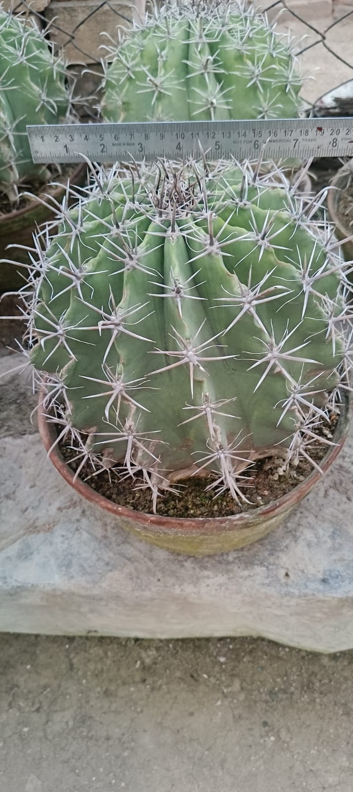 Ferocactus