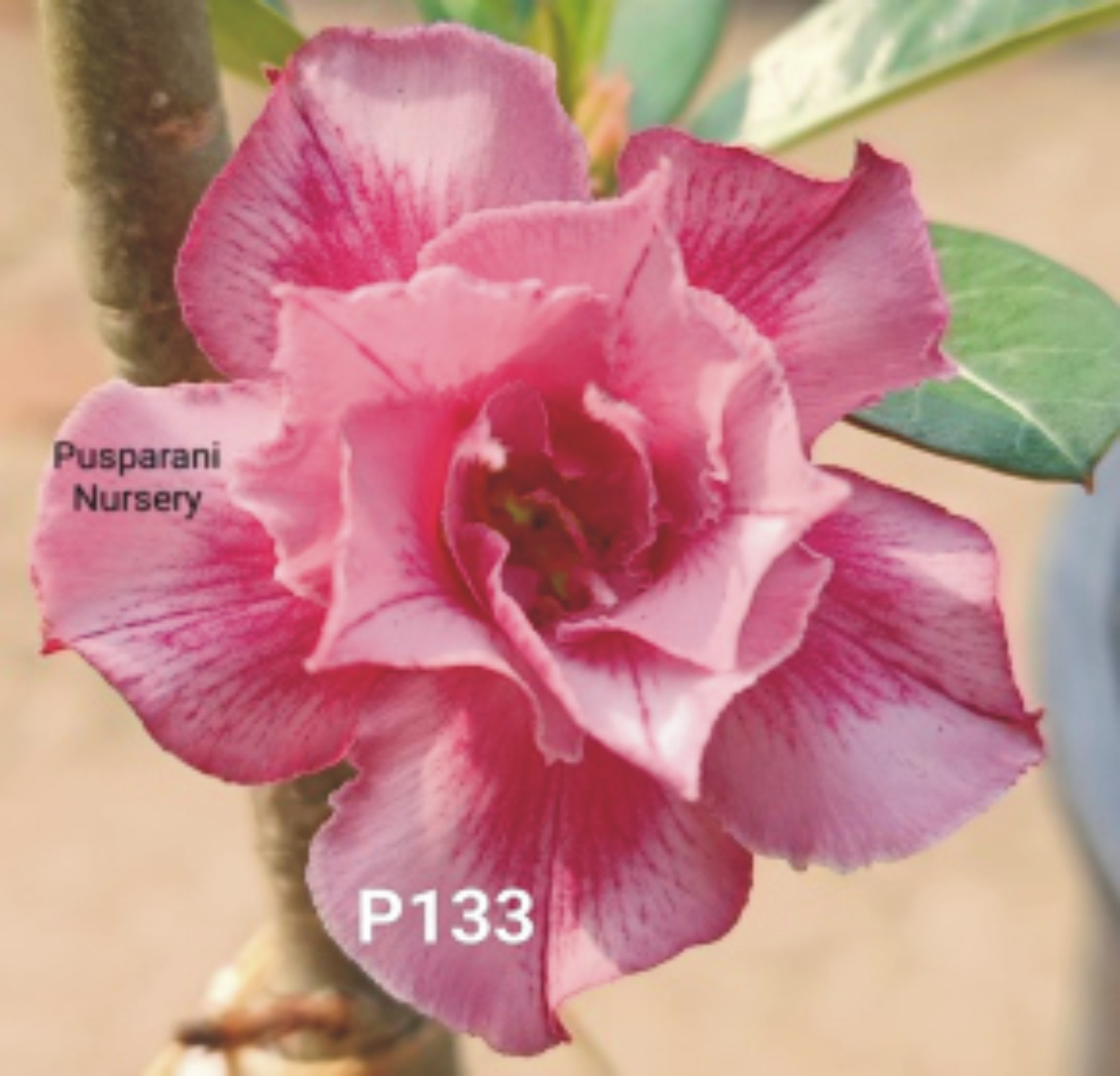 Adenium